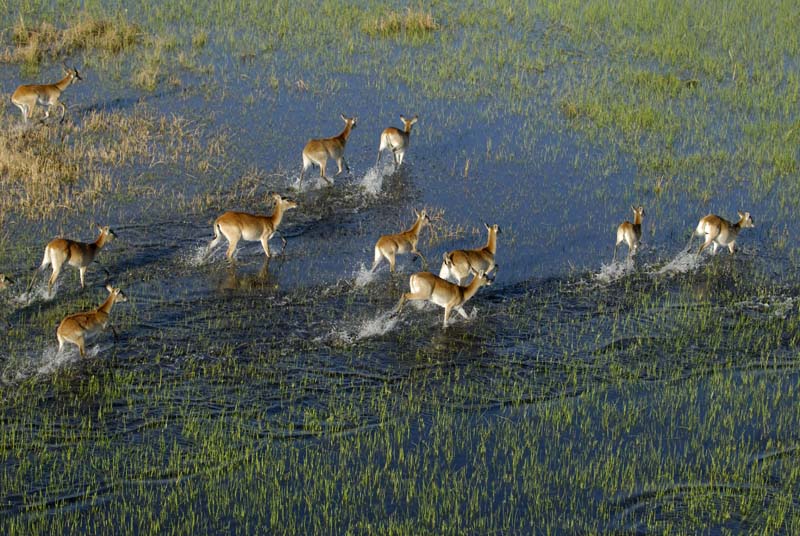 0164_Botswana_Maun_Red_lechwe