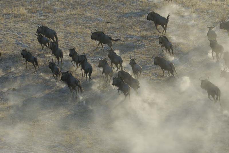 0338_Botswana_Maun_Buffles