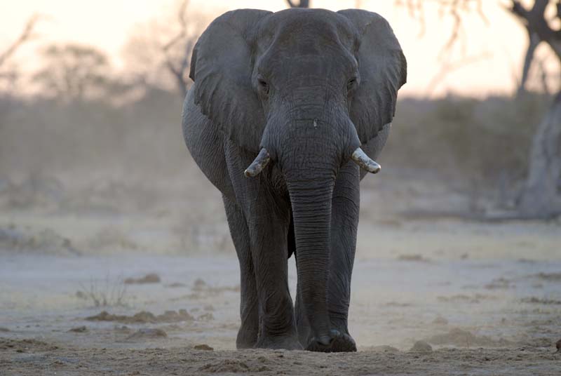 2888_Botswana_Khwai_Elephants