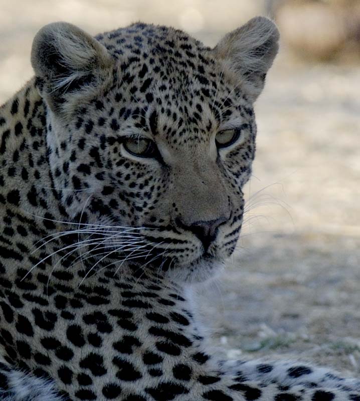 3404_Botswana_Savuti_Leopards_1
