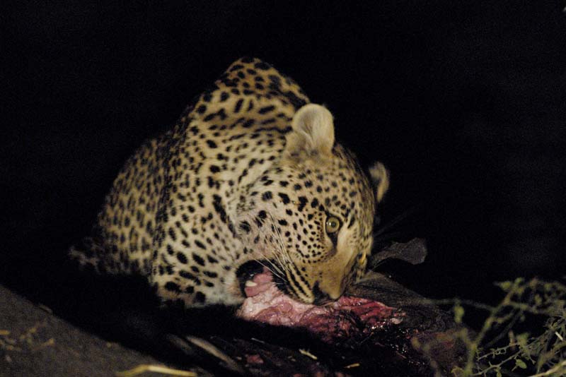 3615_Botswana_Savuti_Leopards