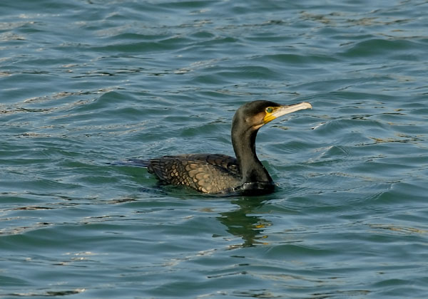 Cormoran_060205_LT_082