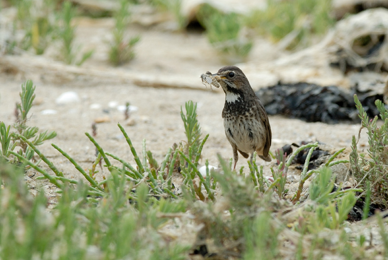 060624_Gorge_Bleue_03