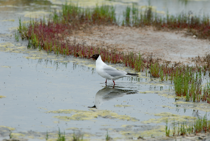 060624_Mouette_04