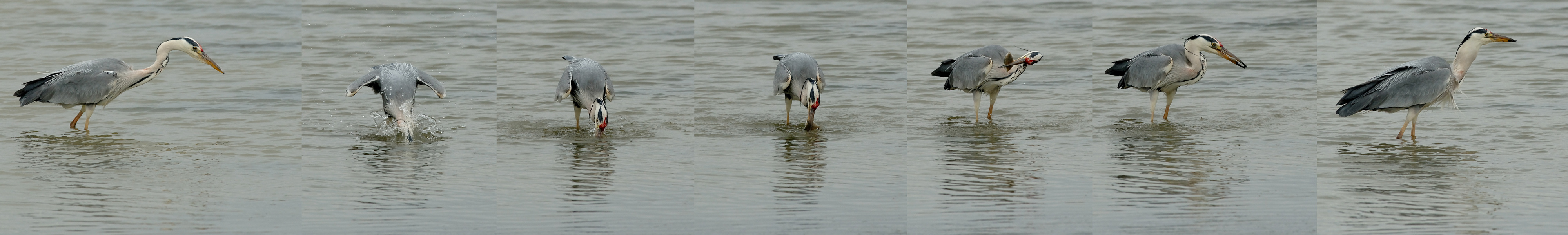 hh060611_LT_sequense_heron_1