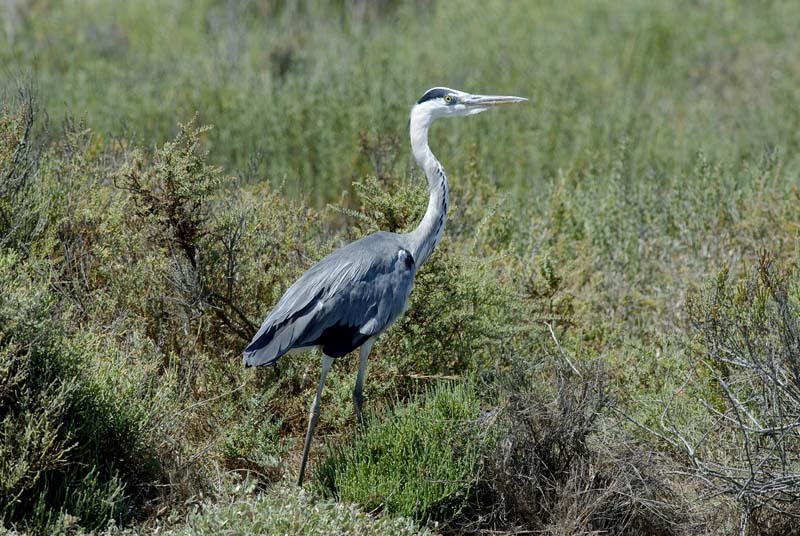 060809_Herons_04