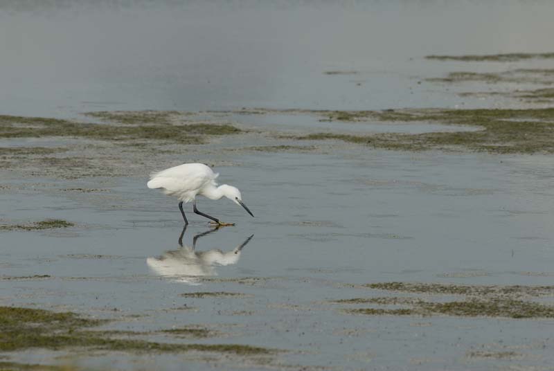 070218_Marais_Guerande_Aigrette_012