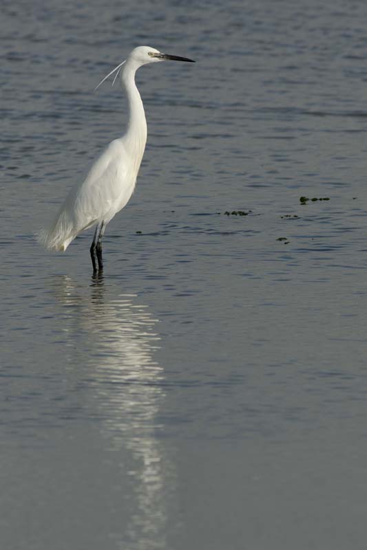 070218_Marais_Guerande_Aigrette_027