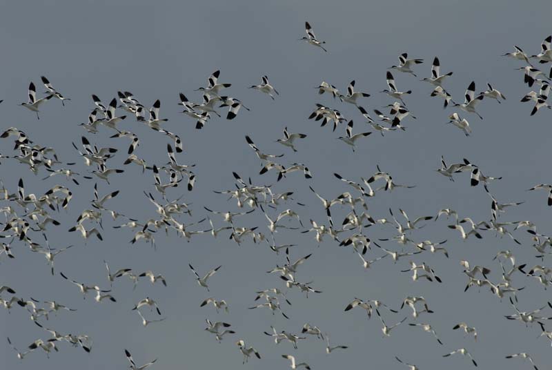 070218_Marais_Guerande_Avocettes_085