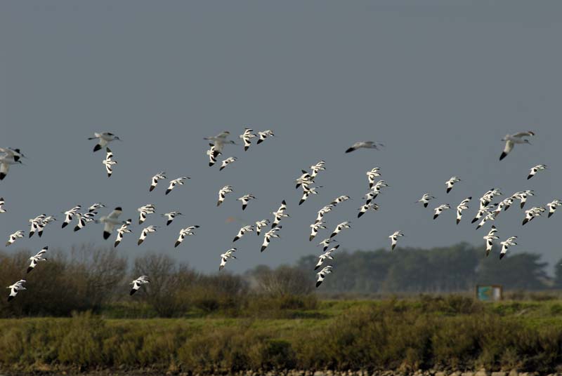 070218_Marais_Guerande_Avocettes_129