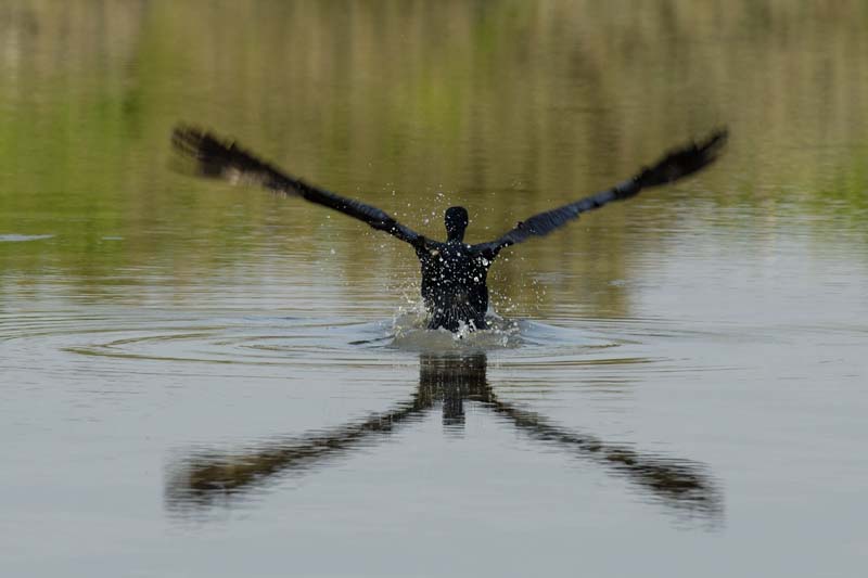 070218_Marais_Guerande_Cormoran_284