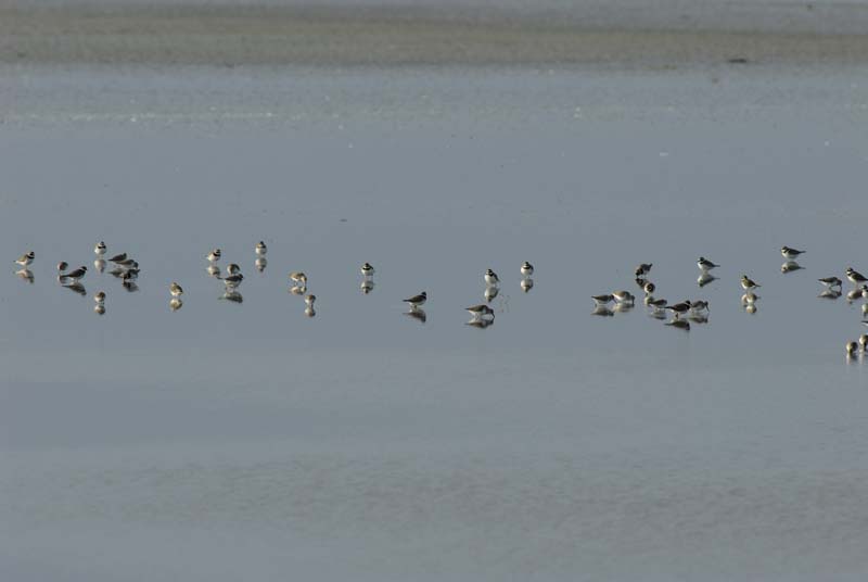 070218_Marais_Guerande_Gravelots_collier_081