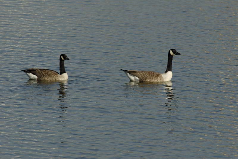 070311_Saclay_Etangs_Bernaches_Canada_063