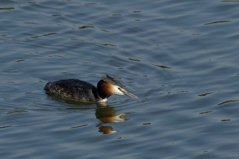 070311_Saclay_Etangs_Grebes_huppe_055