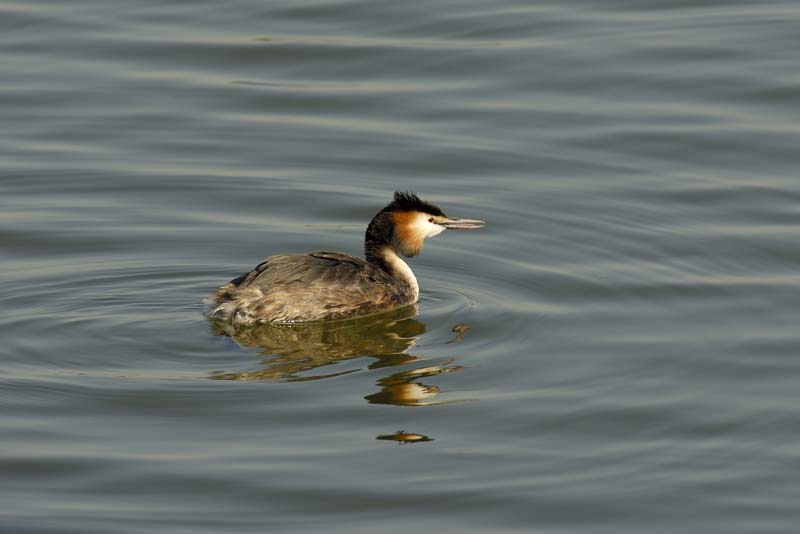 070311_Saclay_Etangs_Grebes_huppe_113