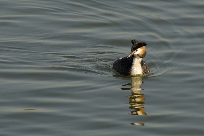 070311_Saclay_Etangs_Grebes_huppe_115