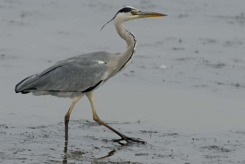 071027_herons_ibis_042
