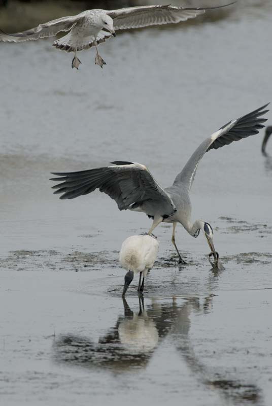 071027_herons_ibis_059