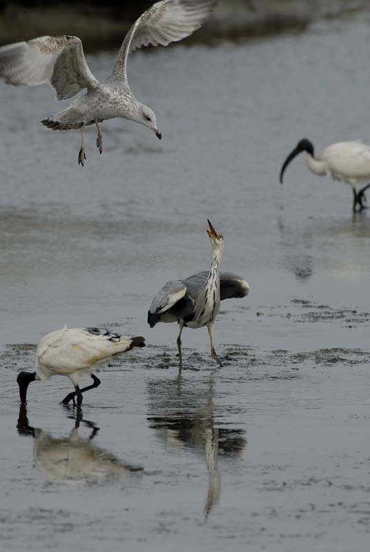 071027_herons_ibis_065