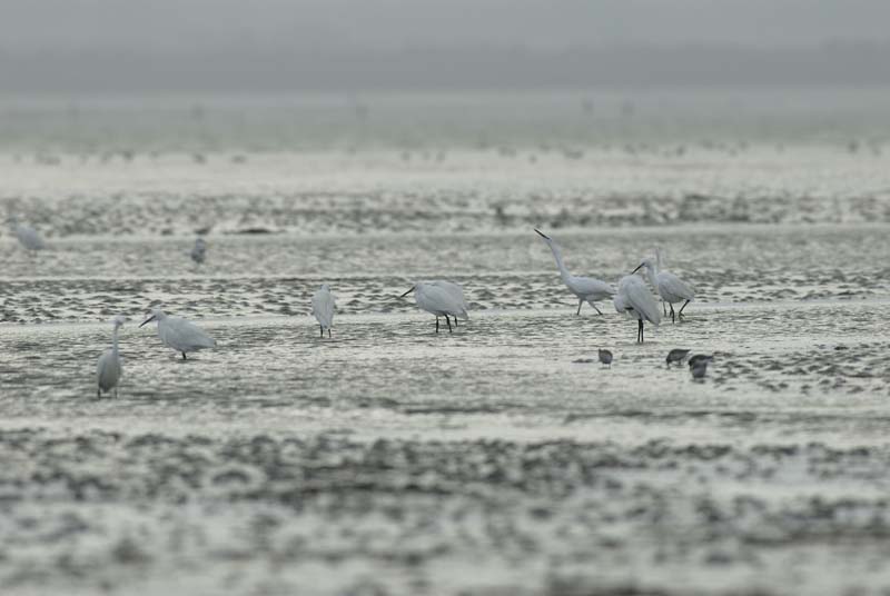 071227_LT_Aigrette_299