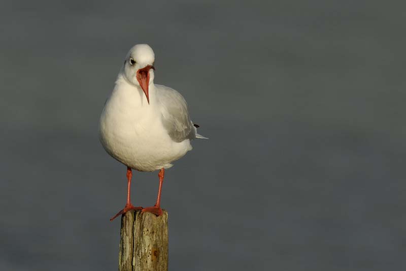 071227_LT_Mouette_rieuse_075