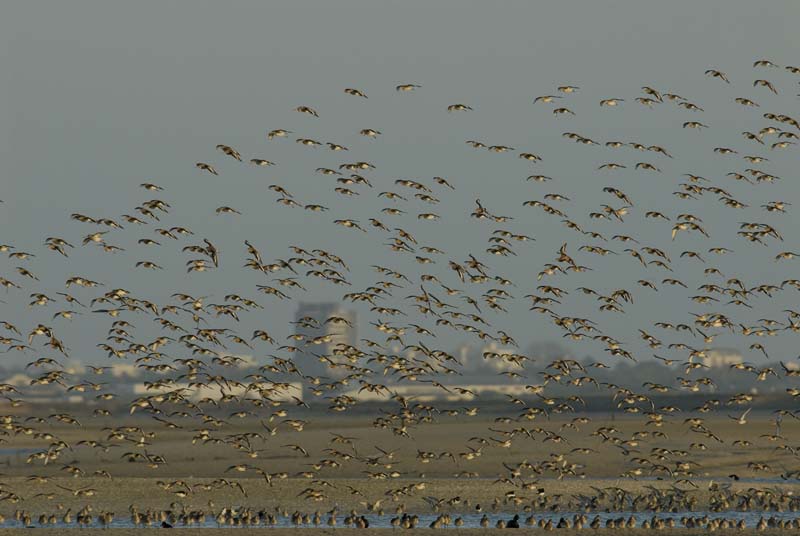 071229_LT_Barges_en_vol_067