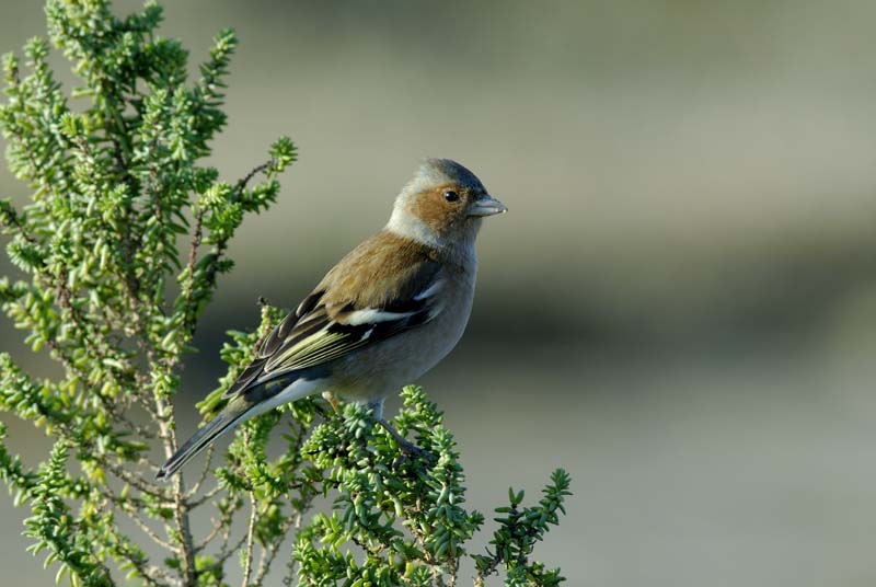 071230_LT_Pinson_des_arbres__052