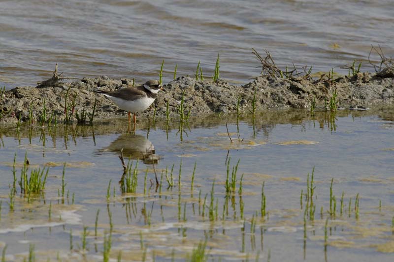 080518_LT_Gravelots_012