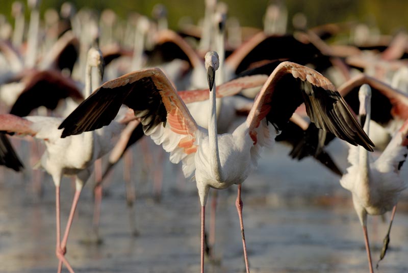 080806_Camargue_Flamants_633