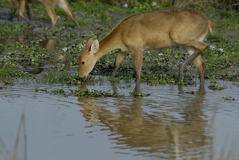 0220_Kaziranga_Barasingas_