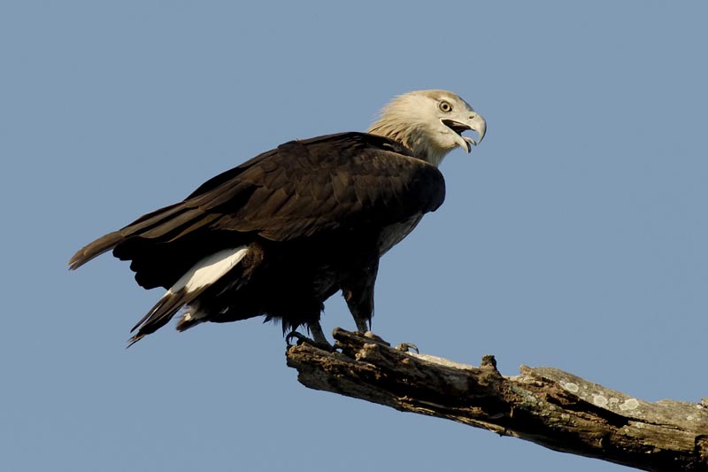 0452_Kaziranga_Pallas's_fish_eagle_