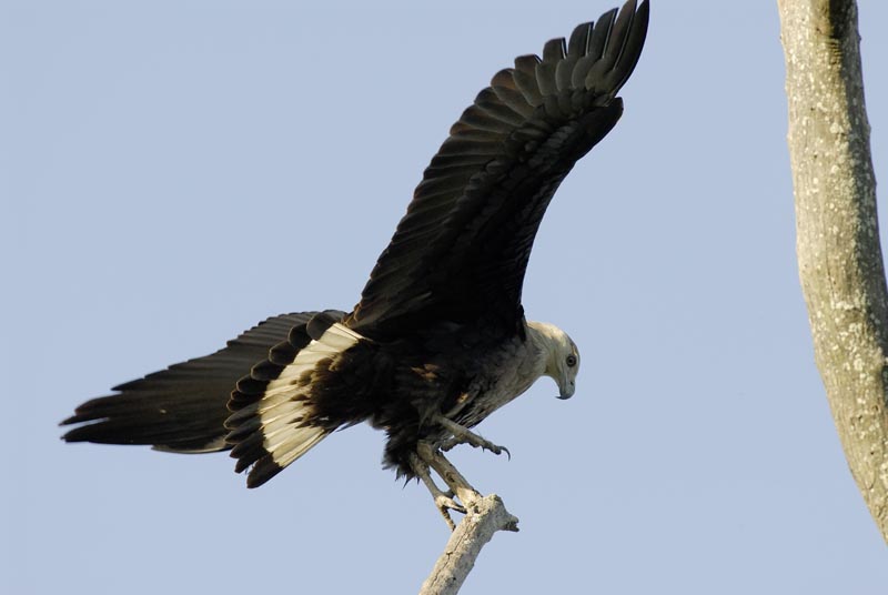 0473_Kaziranga_Pallas's_fish_eagle_