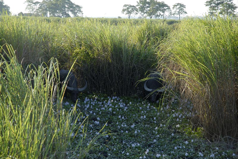 0508_Kaziranga_Buffalo_