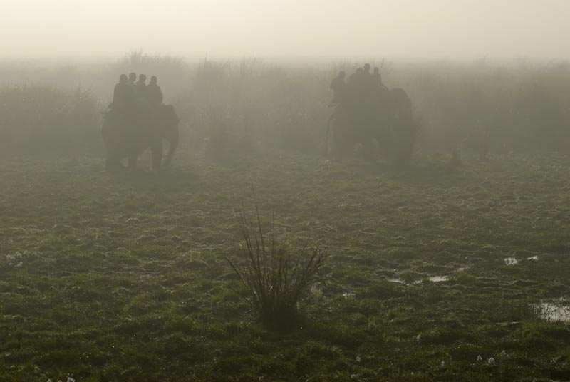 1343_Kaziranga_Landscape_