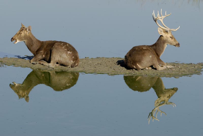 1545_Kaziranga_Barasingas_