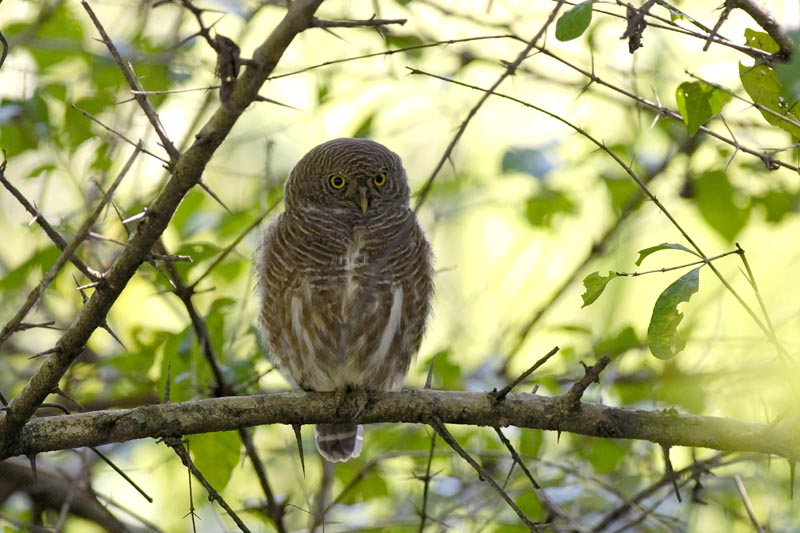 1616_Kaziranga_Asian_Barred_Owlet_