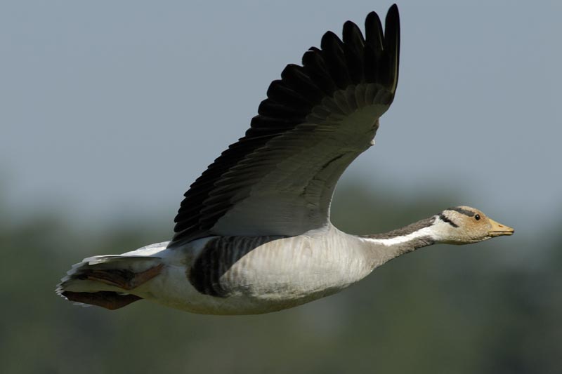 1932_Kaziranga_Bar-headed_goose