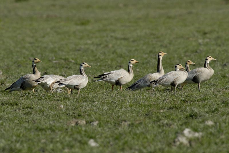1946_Kaziranga_Bar-headed_goose
