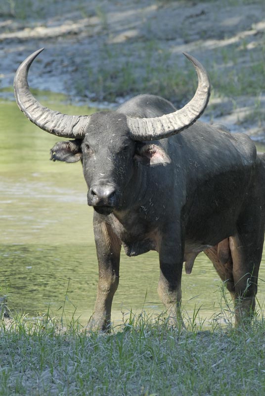 2057_Kaziranga_Buffalo_