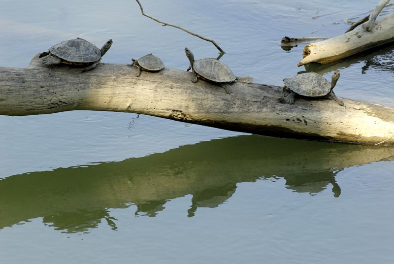 2632_Kaziranga_Tortues_