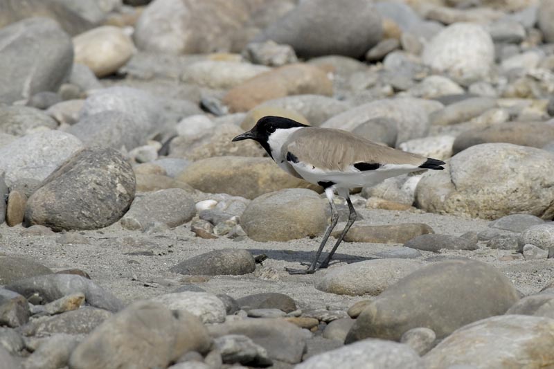 2964_Nameri_Long-billed_Plover_
