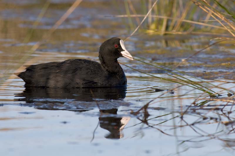 090413_LT_Foulque_398__