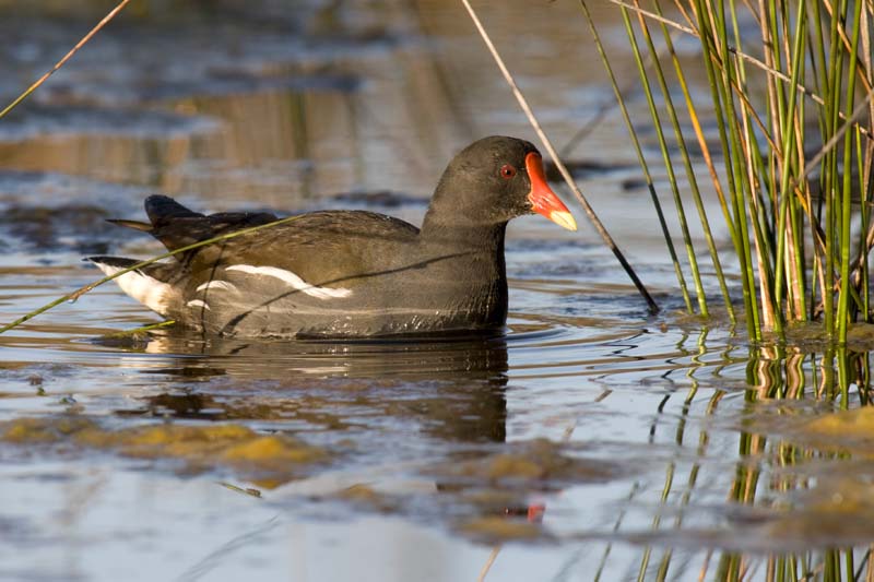 090413_LT_Poule_d_eau_393__
