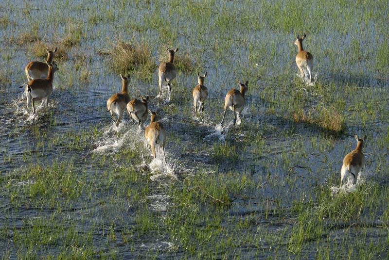 0169_Botswana_Maun_Red_lechwe