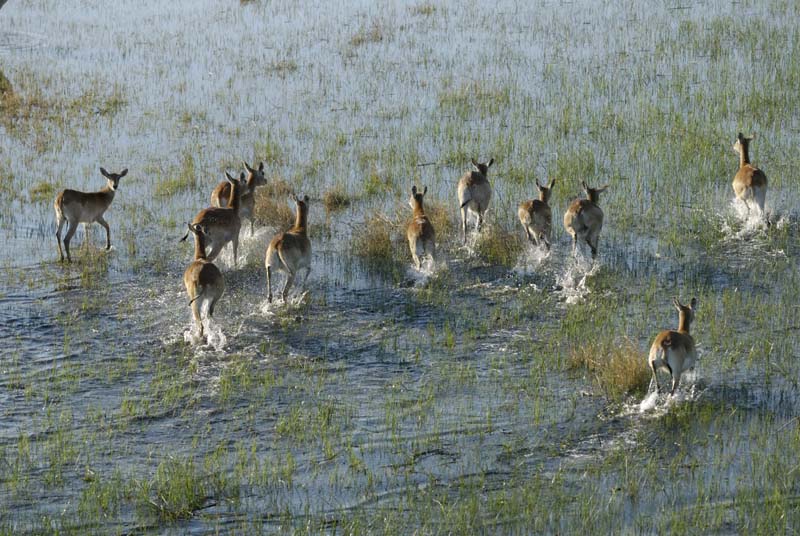 0175_Botswana_Maun_Red_lechwe