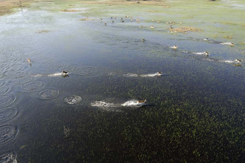 0176_Botswana_Maun_Red_lechwe