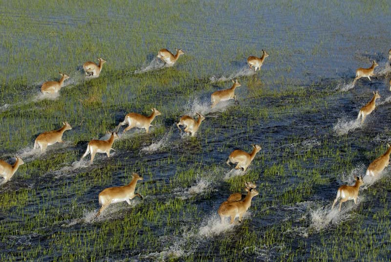0182_Botswana_Maun_Red_lechwe_1