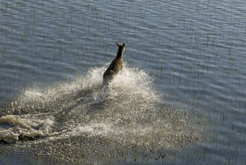 0189_Botswana_Maun_Red_lechwe