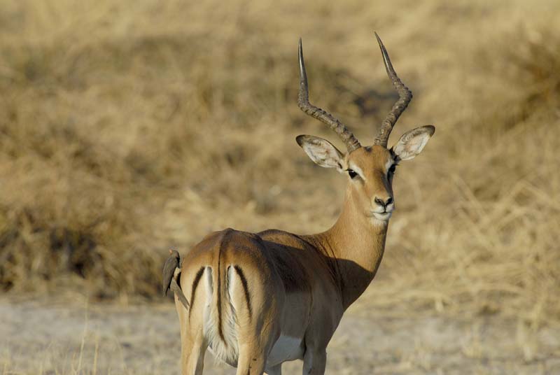 0495_Botswana_Maun_Impala