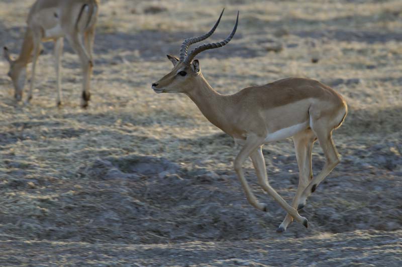 1062_Botswana_Xakanaxa_Impalas